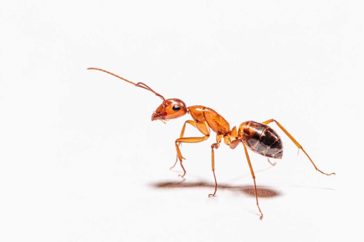 The drawbacks with ANTs (active non-transparent ETFs)
