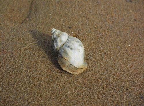 Is there a whelk in your fund portfolio?